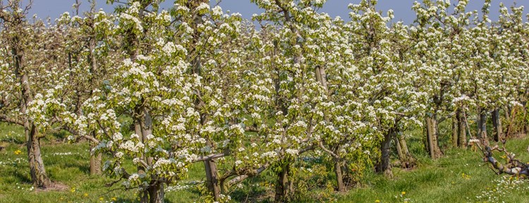 bloesem boomgaard
