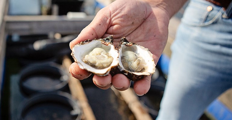 Oysters in the oyster port