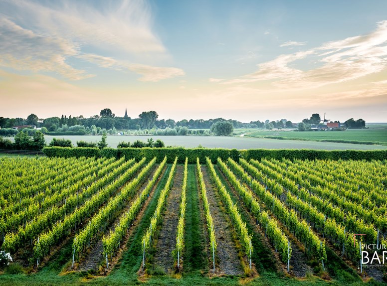 De Kleine Schorre vineyard